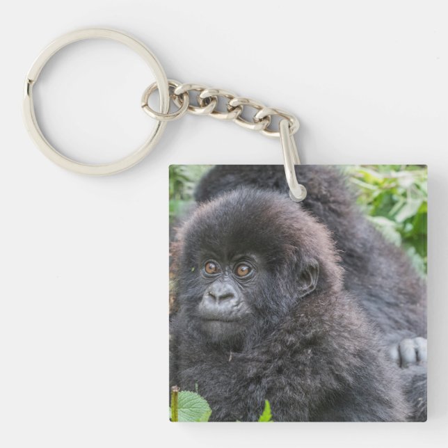 Baby bergsgorilla (Framsidan)