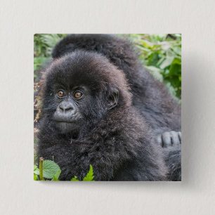 Baby bergsgorilla knapp