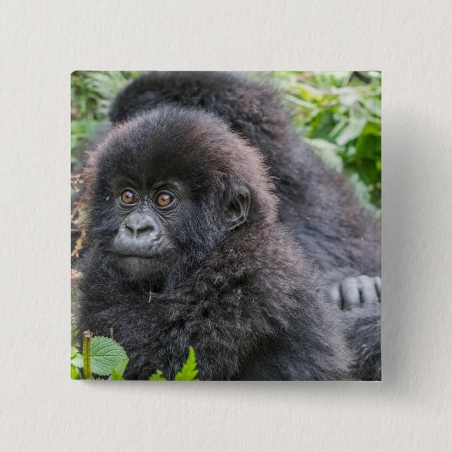 Baby bergsgorilla knapp (Framsida)
