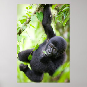 Baby Bergsgorilla leker i regnskog Poster
