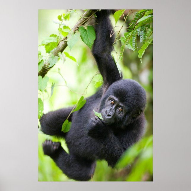 Baby Bergsgorilla leker i regnskog Poster (Framsidan)