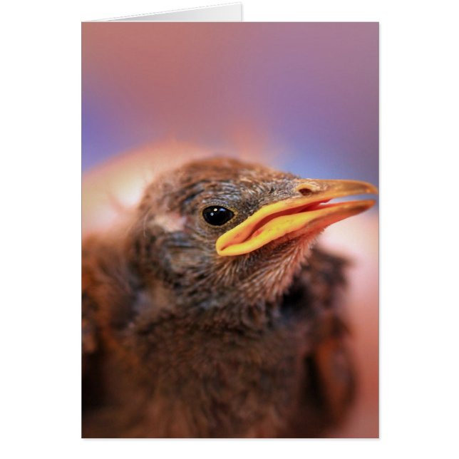 Baby Bird Hälsningskort (Framsidan)