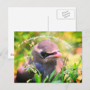 Baby Bird Inspirerande Handlingar Av Vänlighet Cit Vykort