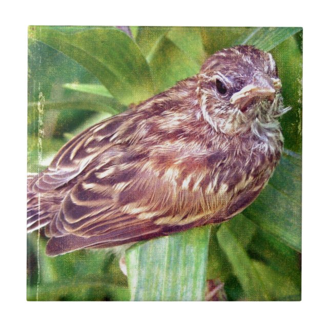 Baby Bird Kakelplatta (Framsidan)