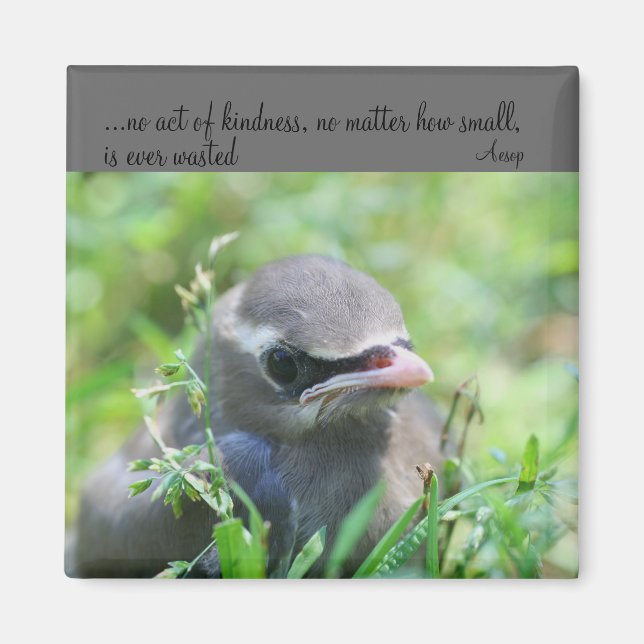Baby Bird Kindness Citote inspirational Magnet (Framsidan)