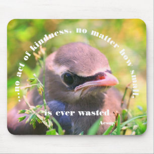 Baby Bird Kindness Citote Inspirational Musmatta