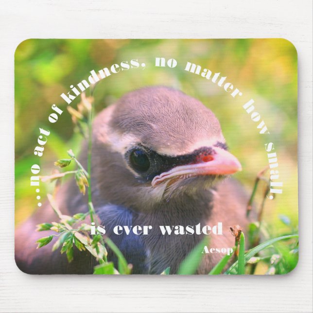 Baby Bird Kindness Citote Inspirational Musmatta (Framsidan)