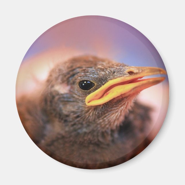 Baby Bird Magnet (Framsidan)
