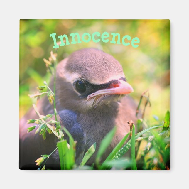 Baby Bird Oskuld inspiration Magnet (Framsidan)