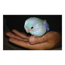 Baby Bird Pacific Blue Parrotlet Porträtt Fototryck