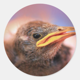Baby Bird Runt Klistermärke