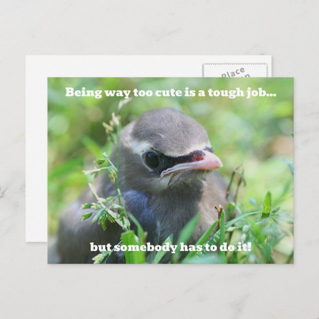 Baby Bird Too Cute Humorous  Vykort (Fram/baksida)
