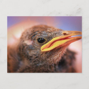 Baby Bird Vykort