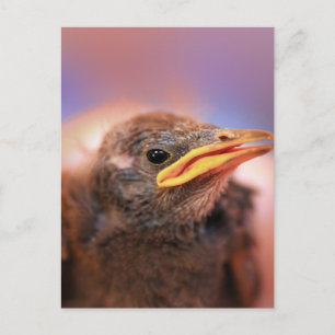 Baby Bird Vykort