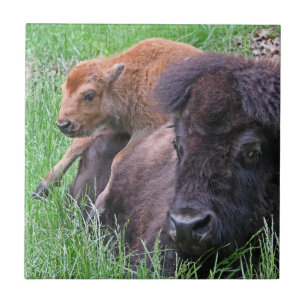 Baby Bison Calf-uppspelning på Mamma Kakelplatta