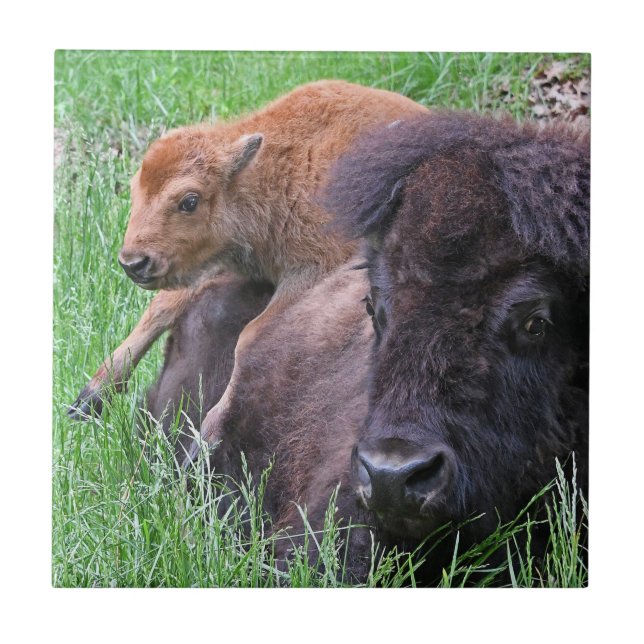Baby Bison Calf-uppspelning på Mamma Kakelplatta (Framsidan)