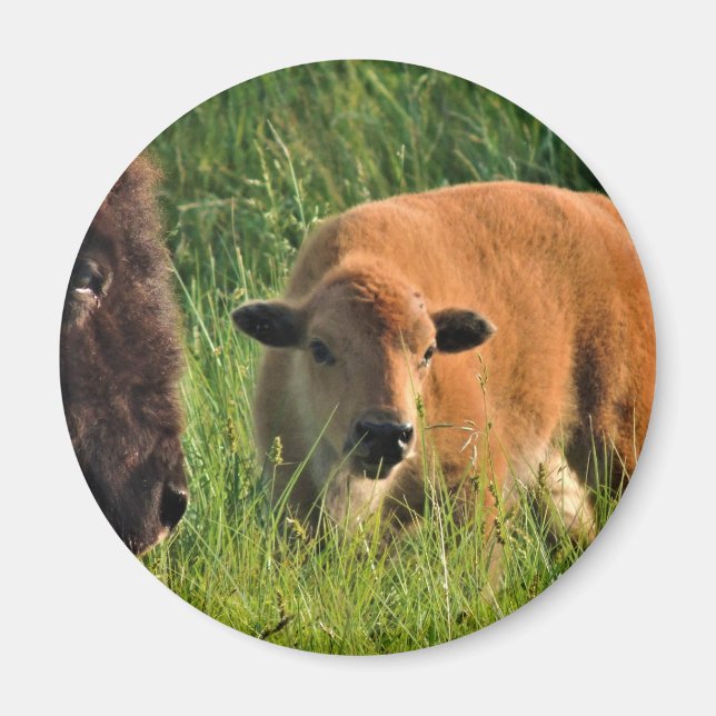 Baby Bison Magnet (Framsidan)