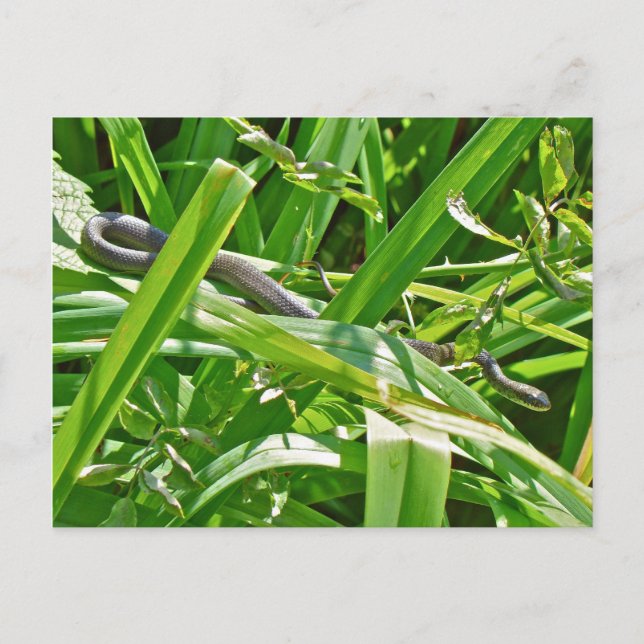 Baby Black Råtta Snake - Elaphe obsoleta obsoleta Vykort (Framsida)