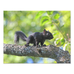 Baby Black Squirrel Fototryck