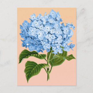 Baby Blue Hortensia Postkort Vykort
