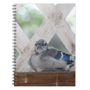 Baby blue Jay Anteckningsbok