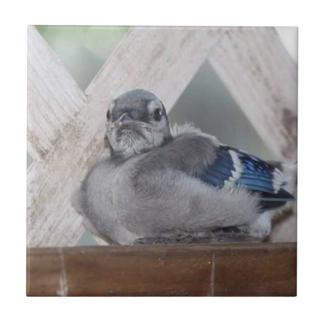 Baby blue Jay Ceramic Tile Kakelplatta (Framsidan)