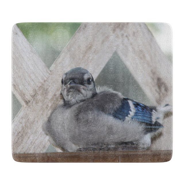 Baby blue Jay Cshing Board (Framsidan)