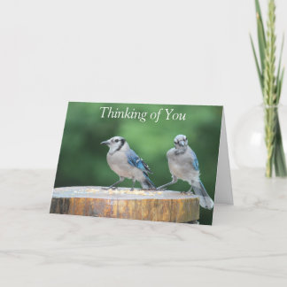 Baby blue Jay Kort