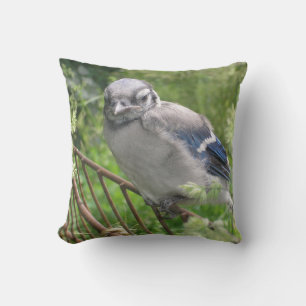 Baby blue Jay Kudde