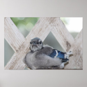 Baby blue Jay Poster