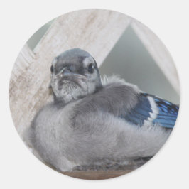 Baby blue Jay Stickers Runt Klistermärke