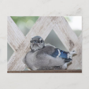 Baby blue Jay Vykort