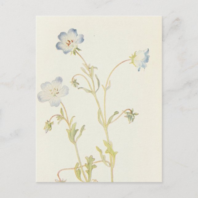 Baby blue-Öga av Margaret Armstrong Vykort (Framsida)