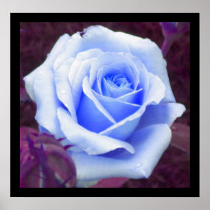 Baby blue Ro Poster