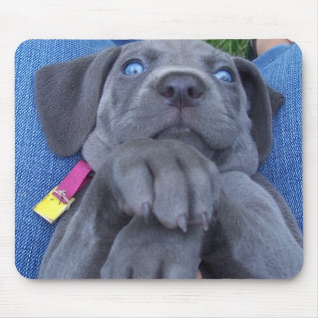 baby blue weimeraner musmatta (Framsidan)