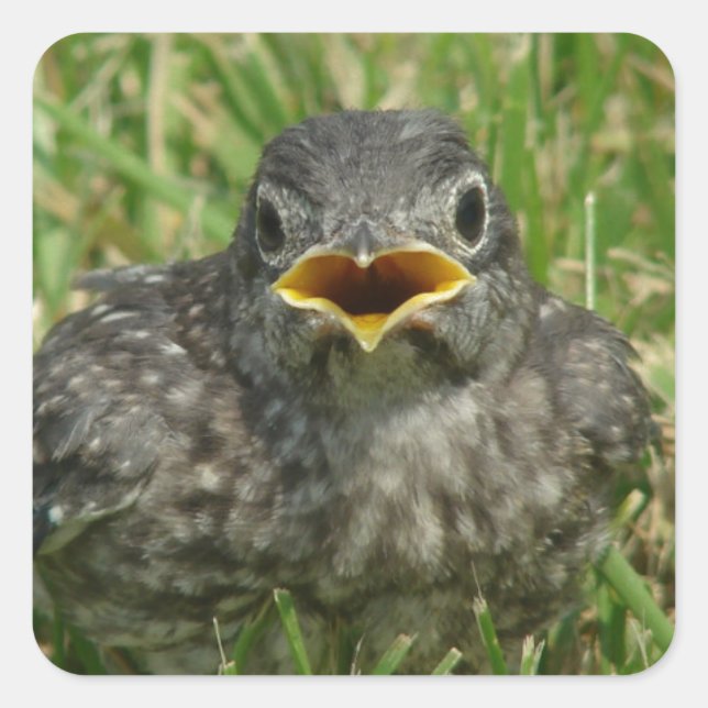 Baby Bluebird Fyrkantigt Klistermärke (Framsida)