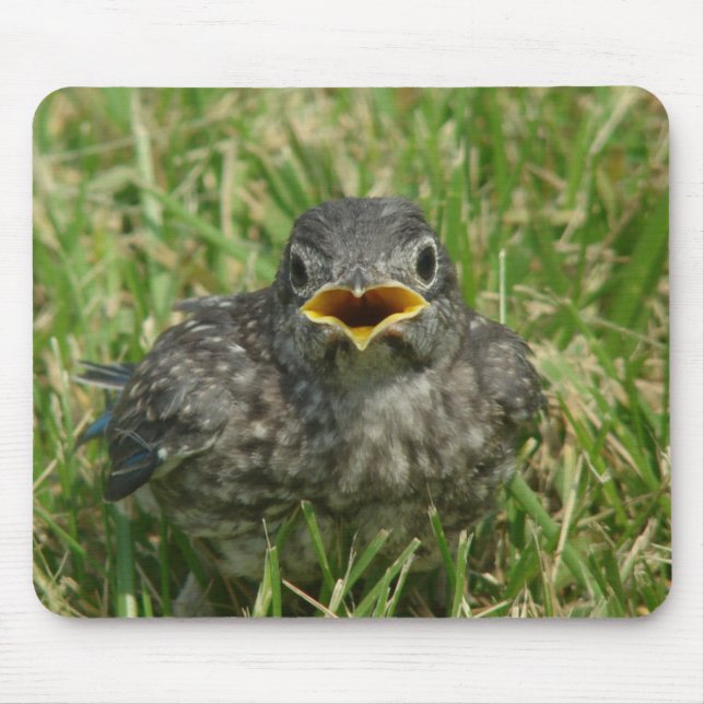 Baby Bluebird Musmatta (Framsidan)