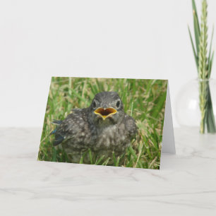 Baby Bluebird Tillfällen Blank Inside Hälsning Helgkort