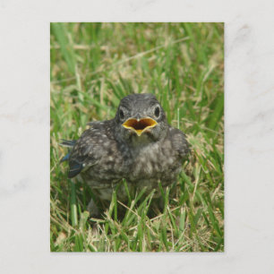 Baby Bluebird Vykort