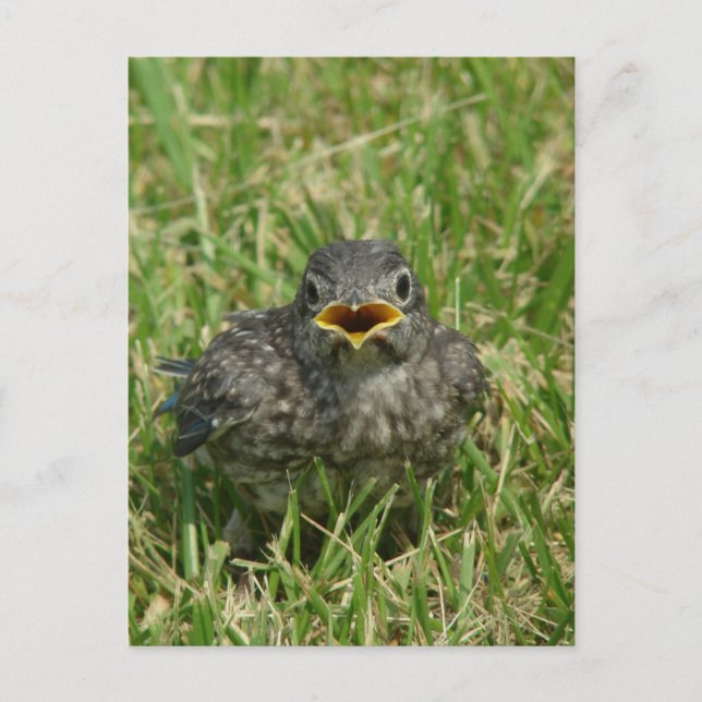 Baby Bluebird Vykort (Framsida)