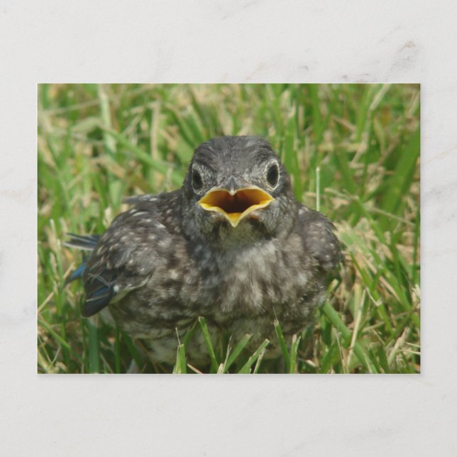 Baby Bluebird Vykort (Framsida)