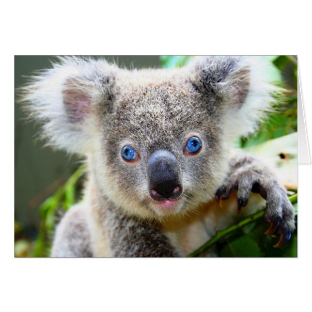 ’Baby Blues’ Koala OBS Kort (Framsidan Horizontal)