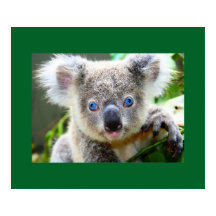 ’Baby Blues’ Koala