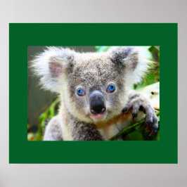 ’Baby Blues’ Koala Poster