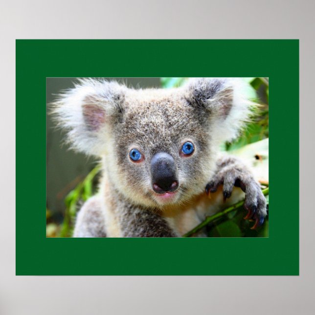 ’Baby Blues’ Koala Poster (Framsidan)