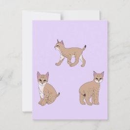 Baby Bobcat Vykort