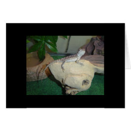 Baby-böjd draken hälsningskort