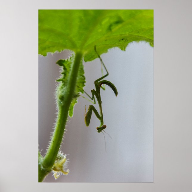 Baby bönmantis poster (Framsidan)