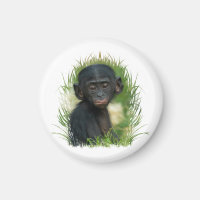 Baby Bonobo Ape