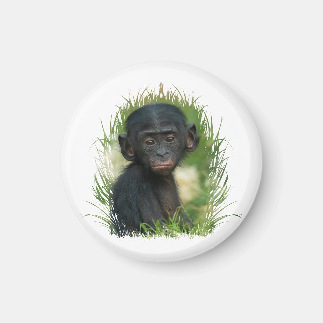Baby Bonobo Ape Magnet (Framsidan)